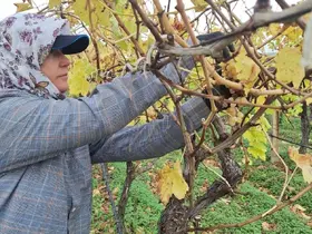 Bağda kalan üzümler ev ekonomisine can suyu oluyor
