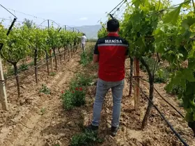 Bağlarda hasat öncesi pestisit denetimi başladı
