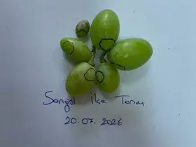 Bağlarda kritik 3 gün
