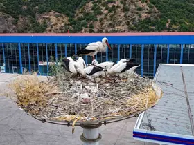 Baharın habercisi leylekler, yeni yavrularıyla göç yolculuğuna hazırlanıyor
