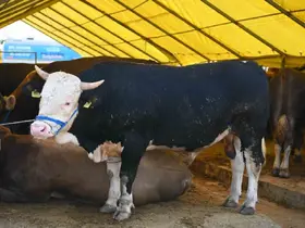 Bahçelievler’de Kurban Bayramı hazırlıkları tamamlandı
