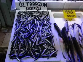 Balıkçılardan "Patlatılan insansız deniz araçları hamsiyi kaçırttı" iddiası
