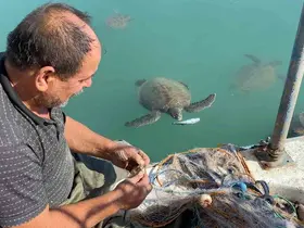 Balıkçıların dostu: Göç etmeyen caretta carettalar limanı mesken tuttu
