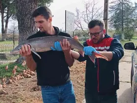 Balıkçının ağlarına takılan Mersin balığı koruma altına alındı
