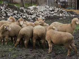 Balıkesir çiftçisine yüzde 100 hibeli damızlık desteği
