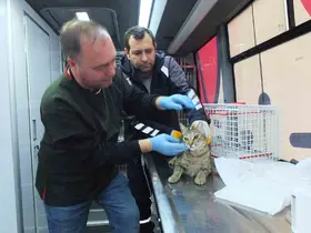Balıkesir de sokak hayvanlarına ücretsiz tedavi desteği
