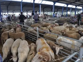 Balıkesir’de Kurban Bayramı öncesi şap alarmı: Hayvan pazarları kapatıldı
