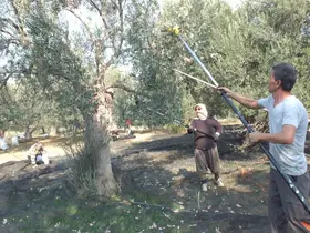 Balıkesir’de makineli hasat zeytinde verimi artırıyor
