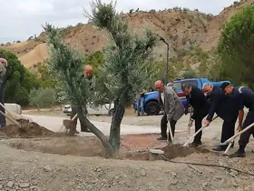 Baltacı Mehmet Paşa anısına asırlık zeytin ağacı dikildi
