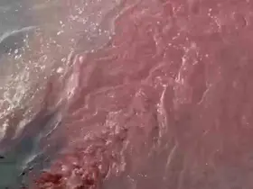 Bandırma’da deniz yüzeyi kırmızıya döndü
