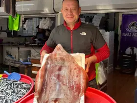 Bandırmalı balıkçı Bozcaada açıklarında 15 kiloluk kalamar yakaladı
