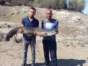 Baraj gölünde dev yayın balığı yakaladılar
