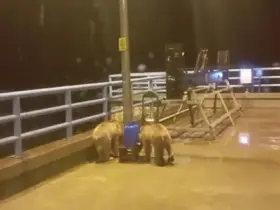 Barajda gece nöbeti tutan güvenlikçiye iki ayı yavrusu sürprizi
