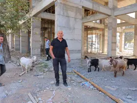 Başıboş gezen 9 keçiyi esnaf buldu, sahibi aranıyor
