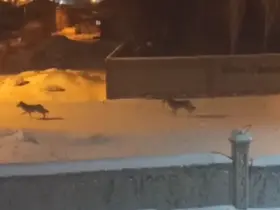 Başkale’de aç kalan kurtlar ilçeye indi
