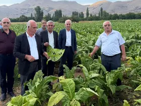 Başkan Özkan: "Çelikhan’da dolu yağışı tütün üreticilerini vurdu"
