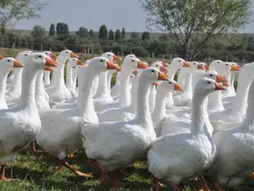 Başkanlığı bıraktı, kaz yetiştirmeye başladı
