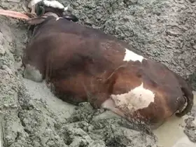 Bataklıkta mahsur kalan inek iş makinesiyle kurtarıldı
