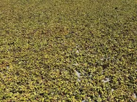 Batı Karadeniz’de fındık harmana indi
