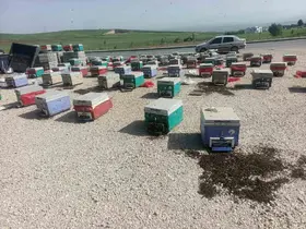 Batman’da araç arızalanınca binlerce arı telef oldu
