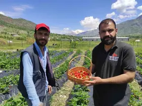 Batman’da organik Sason çileğinde yılın ilk hasadı başladı
