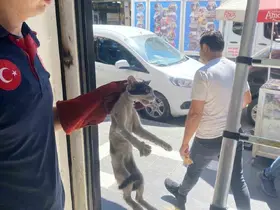 Batman’da platform arasında sıkışan kedi kurtarıldı

