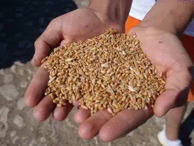 Bayburt’ta 2 bin 570 işletmeye 67 bin 294 çuval yem desteği verilecek