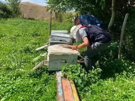 Bayburt’ta arılı kovan tespit çalışmaları sürüyor

