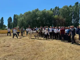 Bayburt’ta Harman Şenliği’nde geleneksel hasat canlandırıldı
