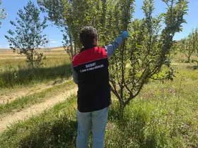 Bayburt’ta hasat öncesi pestisit denetimleri başladı
