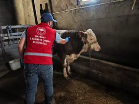 Bayburt’ta hayvanlara sonbahar dönemi aşı ve küpeleme çalışması yapılıyor
