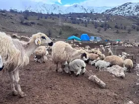 Bayburt’ta küçükbaş hayvancılığa destek başvuruları sürüyor
