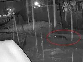 Bayburt’ta kurt sürüsünün köpeği kovaladığı anlar kamerada
