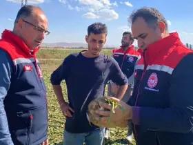 Bayburt’ta şeker pancarı sökümü başladı
