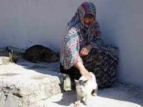 Bayburt’ta senelerdir sahipsiz hayvanları besleyen kadın, 10 yıldır baktığı sokak kedisini kaybetti: "İki gün ağladım"
