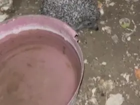 Bayburt’ta tavuklara bırakılan suya önce tilki şimdi de kirpi dadandı
