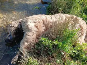 Bayburt’ta yaralı halde görülen bozayı ölü bulundu
