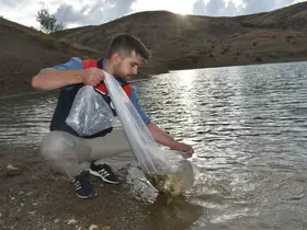 Bayburt’taki göletlere 150 bin sazan yavrusu bırakıldı

