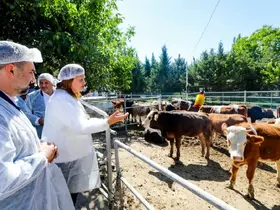 Belediye vatandaşın ucuz et ihtiyacı karşılamak için besi çiftliği kurdu
