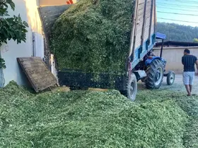 Besiciler mısır slaj yem yapımına başladı
