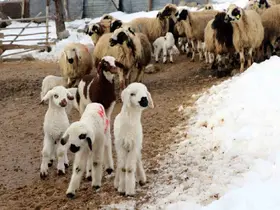 Besiciler uykusuz, kuzular güvende
