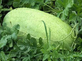 Beyağaç karpuzu için coğrafi işaret süreci başladı
