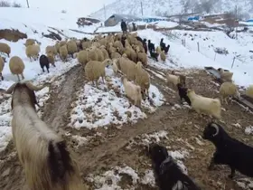 Beyaz örtü altında zorlu yaşam: Erzincan köylerinde kış mesaisi
