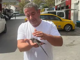 Beyoğlu’nda taksici bitkin halde bulduğu ebabil kuşunu korumaya aldı
