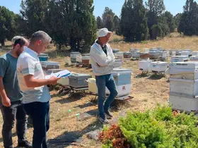Beyşehir’de arılı kovanlar tek tek sayılıyor