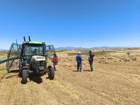 Beyşehir’de kırmızı mercimekte hasat başladı
