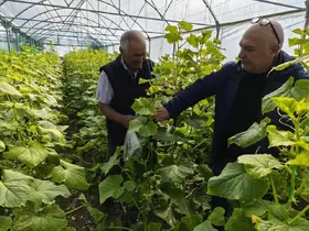Beyşehir’de örtü altı üretim yaygınlaşıyor