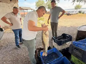 Beyşehir Gölü'nde avlanan balıklar tek tek kontrol edildi