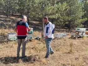 Beyşehir’de arılı kovan sayımları yapılıyor
