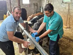 Beyşehir'de şap aşısı mesaisi sürüyor